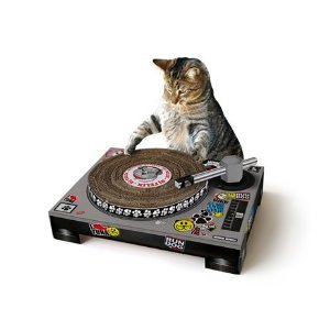 cat.jpg